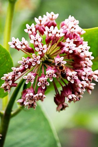 Common Milkweed seeds available at OSU Extension